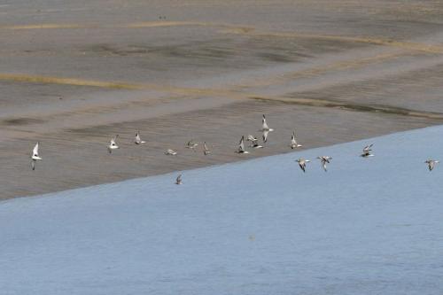 Pluviers argentés et 4 Combattants variés
