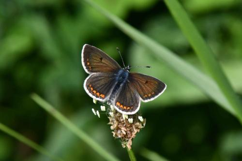 Azuré commun (femelle)
