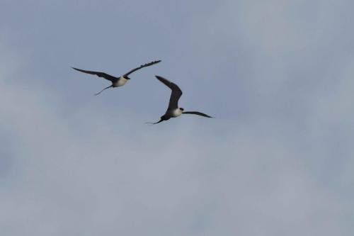 Labbes à longue queue