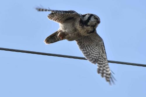 Chouette épervière