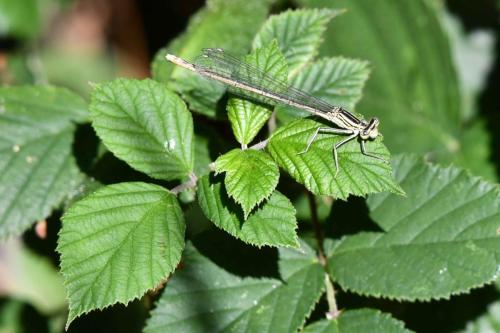Agrion à larges pattes