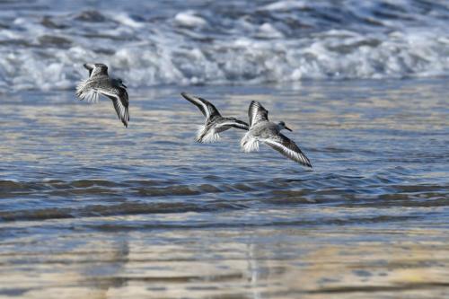 Bécasseaux sanderlings