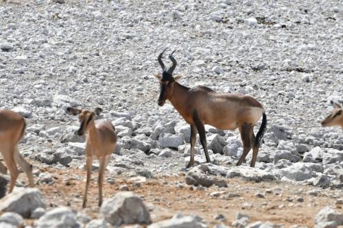 Impala à face noire et Bubale roux
