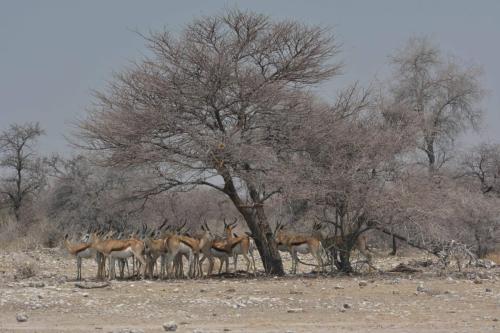 Springboks du kalahari