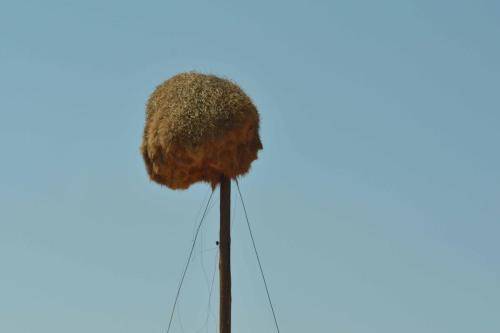 Nid de républicains sociaux