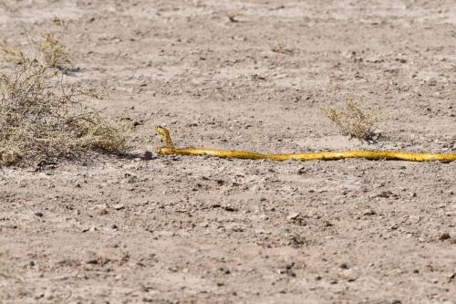 ?? peut-être Cobra du Cap