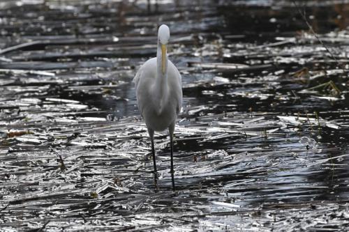 Grande aigrette