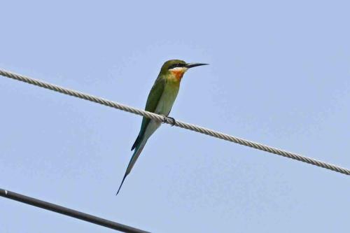 Guêpier à queue d'azur
