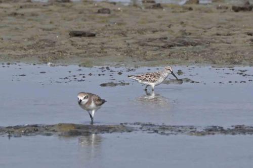 Bécasseau falcinelle