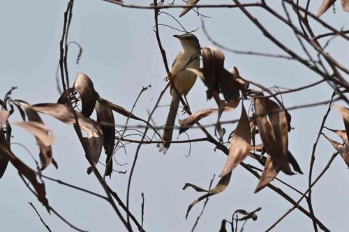 Mégalure des marais