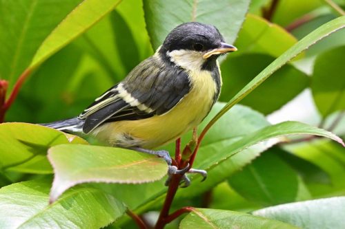Mésange charbonnière