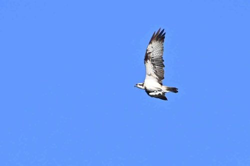 Balbuzard pêcheur