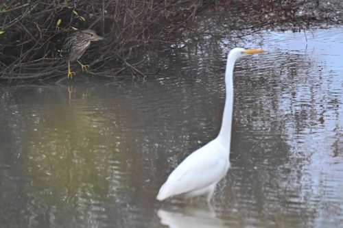 Bihoreau gris et grande aigrette