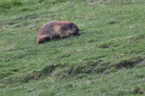 Marmotte