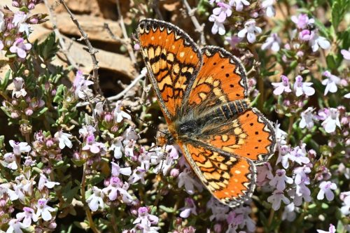 Damier de Godart (Euphydryas desfontainii)
