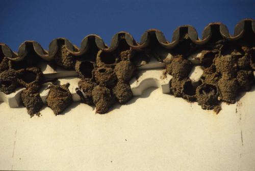 Parc national de Doñana
