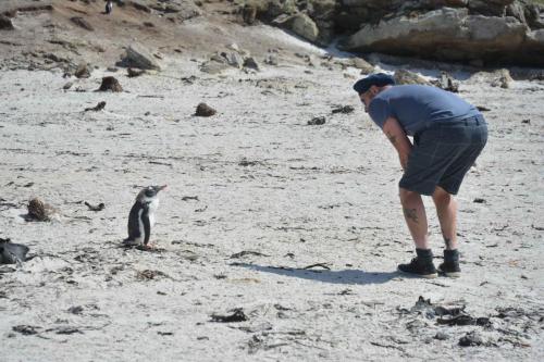 Notre guide/chauffeur James s'inquiètant de la santé d'un jeune manchot papou