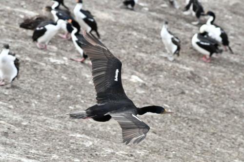 Cormorans impériaux