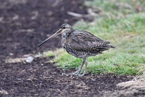 Bécassine de Magellan