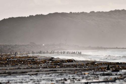 Au bout de la plage, manchots papous.