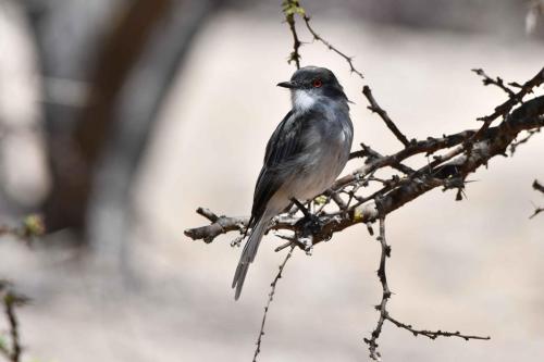 Pépoaza oeil-de-feu