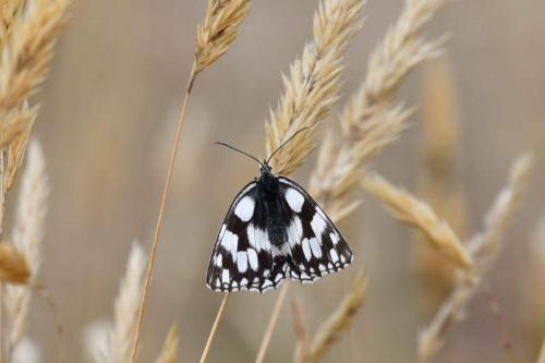 Demi-Deuil (Melanargia galathea)