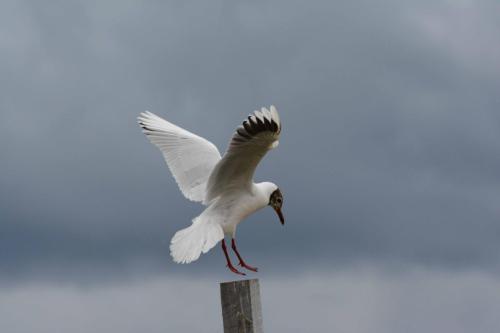 Mouette de Patagonie 