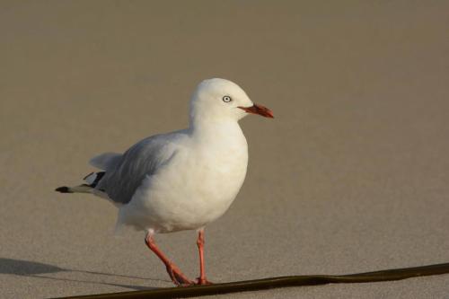 Mouette scopuline 