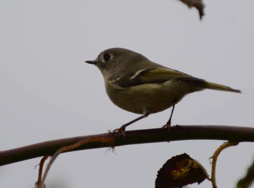 Roitelet à couronne rubis