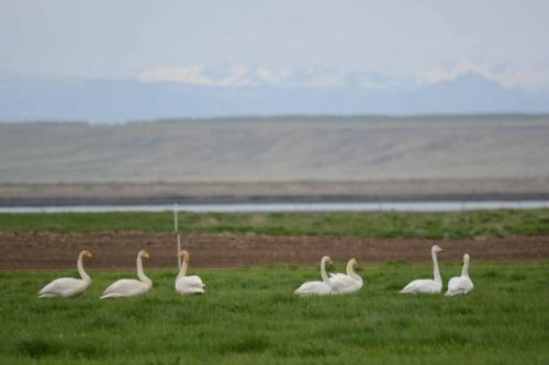 Cygnes chanteurs