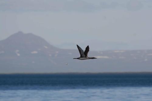 Plongeon catmarin
