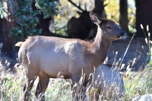 Wapiti