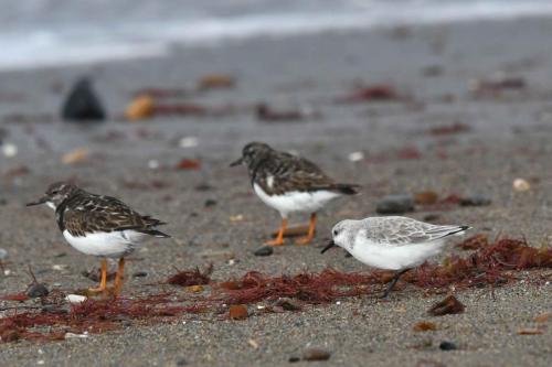 Tournepierres, Bécasseau Sanderling
