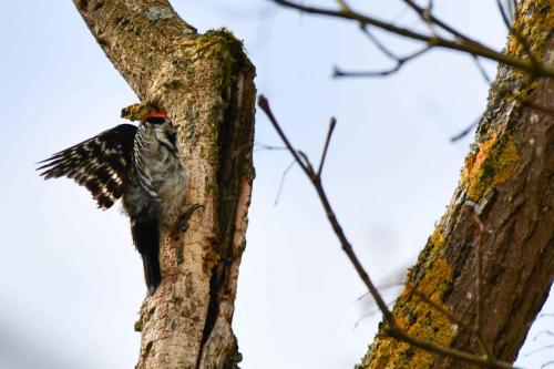 Pic épeichette (mâle)