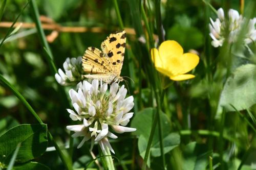 Panthère (Pseudopanthera macularia)