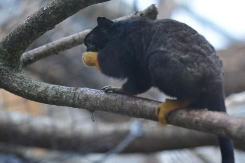 Tamarin à mains rousses