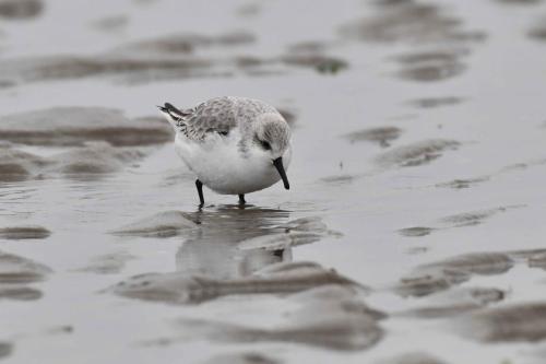 Bécasseau sanderling