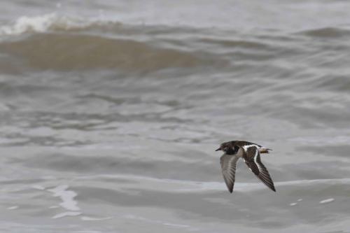 Tournepiere à collier