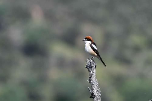Pie-grièche à tête rousse