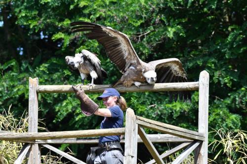 Vautour fauve et vautour à dos blanc