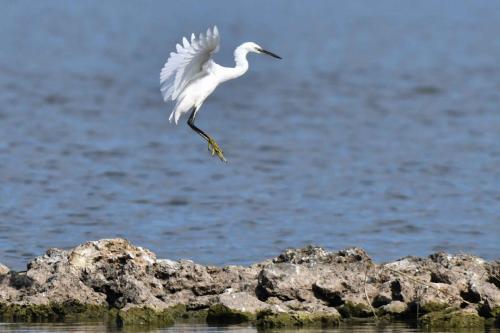 Aigrette garzette