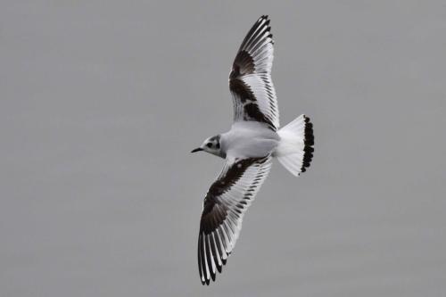 Mouette pygmée (1ère année)