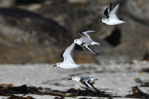 Bécasseaux sanderlings