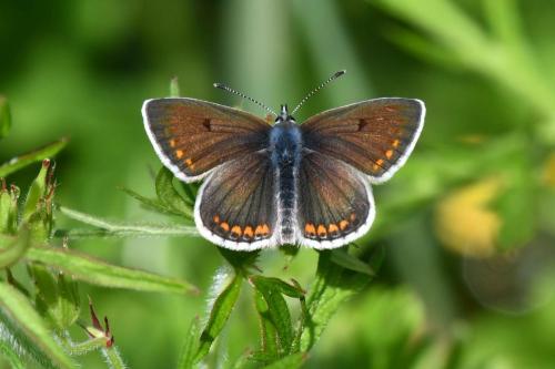 Azuré commun (femelle)