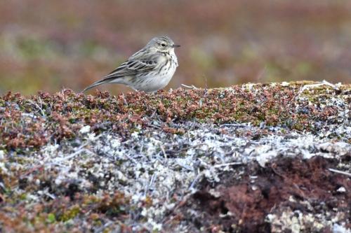 Pipit farlouse