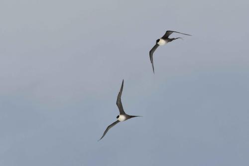 Labbes à longue queue