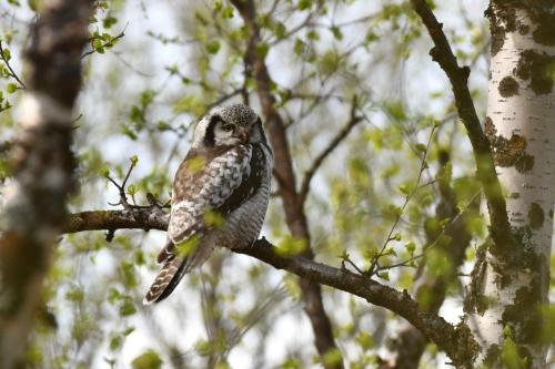 Chouette épervière