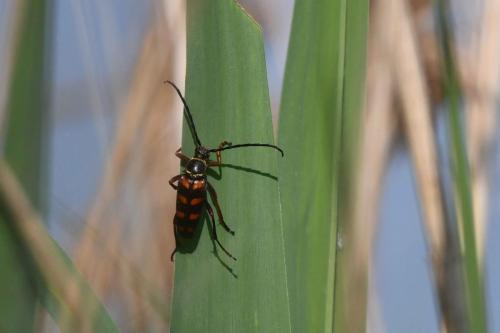 Leptura aurulenta