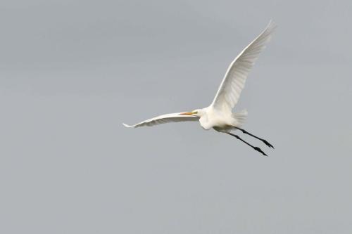 Grande aigrette