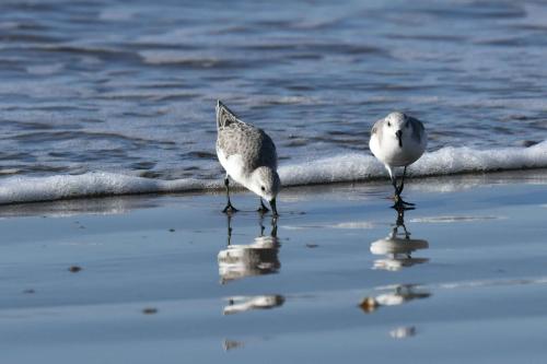 Bécasseaux sanderlings
